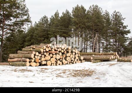 Freshly cut tree logs piled up Stock Photo
