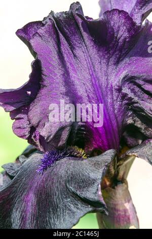Tall bearded Iris 'Bratr Noci' Stock Photo