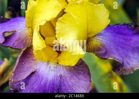 Tall bearded Iris 'Fly to Vegas' Stock Photo