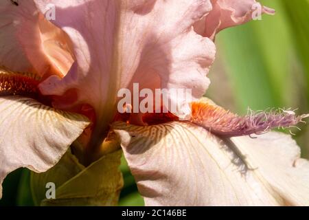 Peach pink to pink bloom color Tall bearded Iris stamens 'Jump for Joy' Iris close up flower Stock Photo