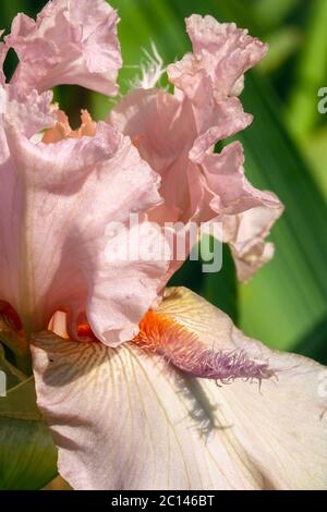 Tall bearded Iris flower stamens 'Jump for Joy' Peach pink flower large bloom Stock Photo