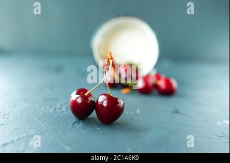 two ripe juicy maroon sweet cherries in water droplets caught branches against each other, scattered berries on a gray blue cement background, depth o Stock Photo