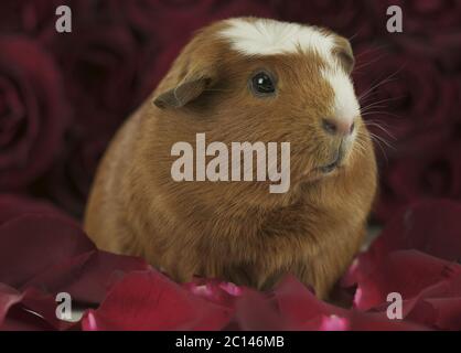 Guinea pig breed Golden American Crested in the petals of red roses Stock Photo