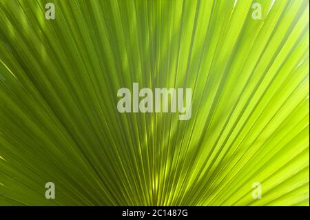 Lines and textures of fresh fan-shaped green Palm leaves. Gradient from dark to light green Stock Photo