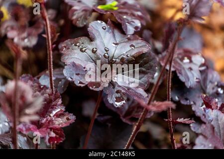 Heuchera Black Beauty, Coral Bells drops on leaf Stock Photo