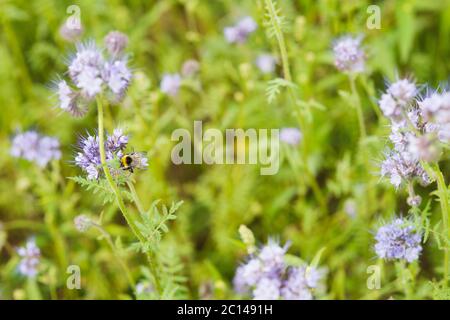 Blue flowers on the field under bright spring sun selective focus macro shot with shallow DOF Stock Photo