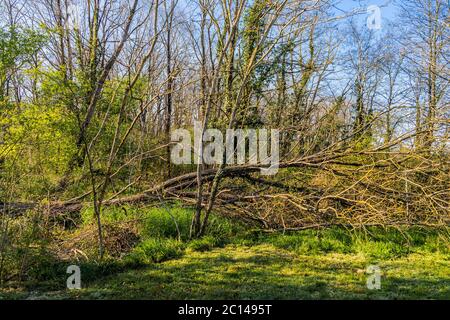 Fallen tree in poorly managed woodland. Stock Photo