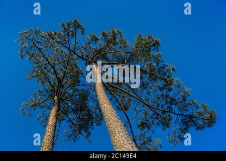 Worms-eye view of two pine trees against blue sky. Stock Photo