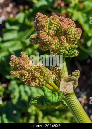 Rhubarb plant flowering and producing seeds. Stock Photo