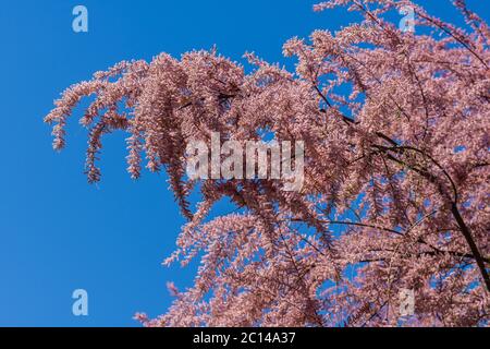 Tamarisk tree in full pink blossom - France. Stock Photo