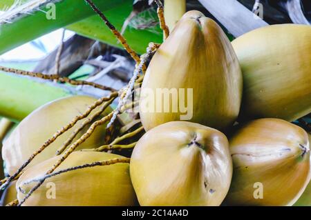 Close view of bunch of mature ripe coconuts Stock Photo