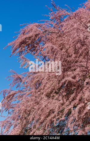 Tamarisk tree in full pink blossom - France. Stock Photo