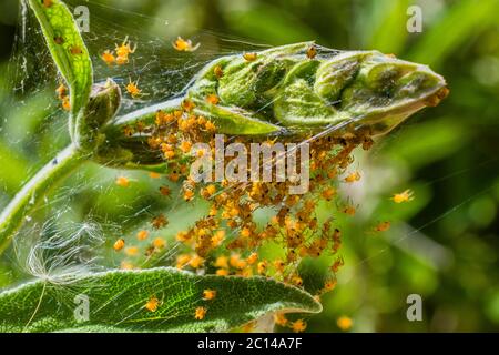 Hundreds of tiny spiders after hatching. Stock Photo