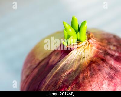 Freshness new bud leaves of red onion Stock Photo