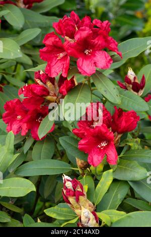 Rhododendron Hybrid Rabatz (Rhododendron hybrid), close up of the flower head Stock Photo