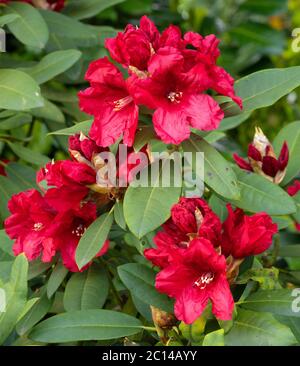 Rhododendron Hybrid Rabatz (Rhododendron hybrid), close up of the flower head Stock Photo