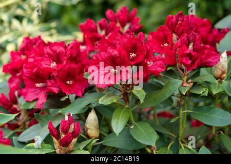 Rhododendron Hybrid Rabatz (Rhododendron hybrid), close up of the flower head Stock Photo