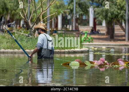 Worker with a cleaning tool, cleans the water of a garden pool in the park, Tel Aviv, Israel Stock Photo