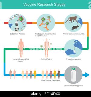 Vaccine Research Stages. Illustration explain stages for develop immunity vaccine to fight Coronavirus, by use injection vaccine into animal monkey an Stock Vector