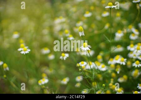 Small white chamomile flowers grows in the summer garden, soft selective focus, art bokeh. Stock Photo
