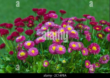 Flowers of the Bellis perennis Pomponette or English daisies in a green lawn Stock Photo