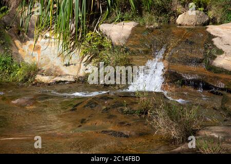 The small stream flows over rocks between different plants Stock Photo