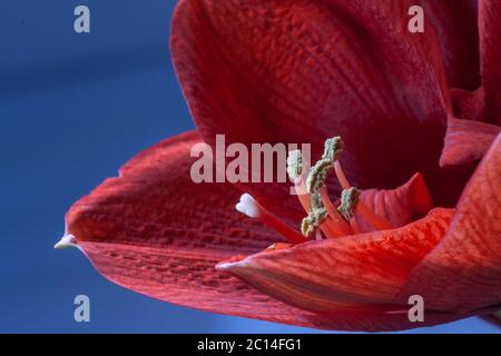 Close-up of a blooming red Amaryllis flower