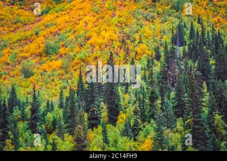 Colorful rainforest in Yunnan Stock Photo