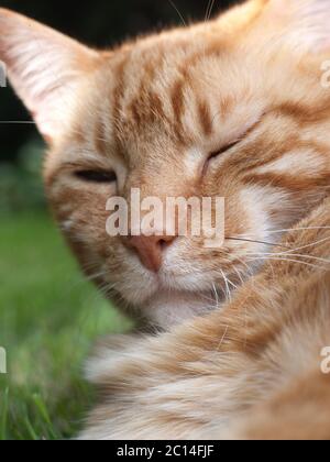 Red cat lies in grass, turns his head to the camera and winks Stock Photo