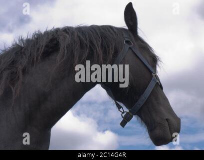Head of a black Friesian horse with blue halter against a cloudy sky Stock Photo