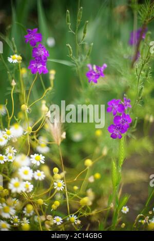 Wild purple flowers and small chamomiles grows in the summer garden Stock Photo