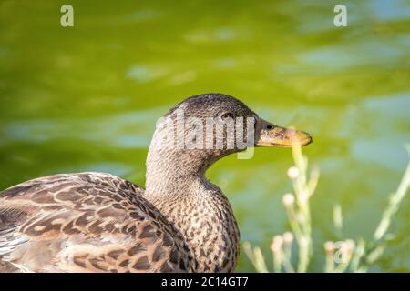 Duck chilling in the pond. Stock Photo