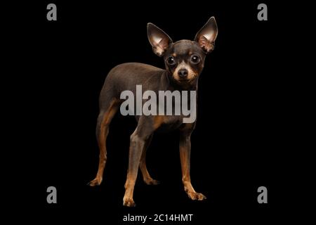 Little Dog Toy Terrier Standing on isolated black background, side view Stock Photo