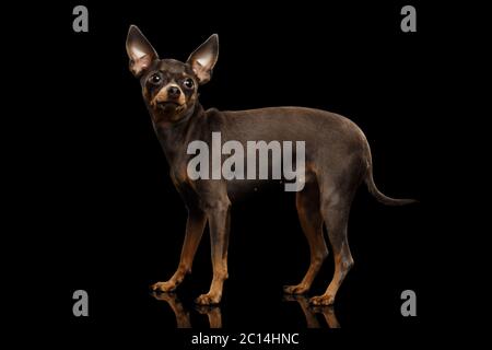 Little Dog Toy Terrier Standing on isolated black background, side view Stock Photo