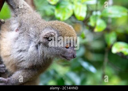 One little lemur on the branch of a tree in the rainforest Stock Photo