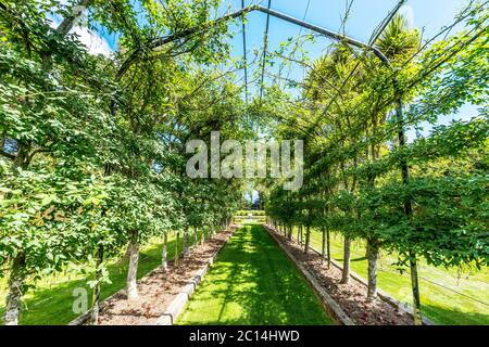 empty green footpath under steel frame in park Stock Photo