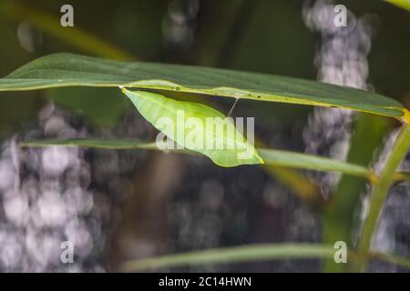 Pupa, or chrysalis, of a Common Emigrant or Lemon Emigrant butterfly, Catopsilia pomona Stock Photo