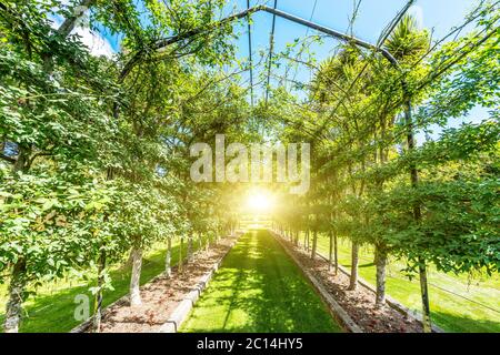 empty green footpath under steel frame in park Stock Photo