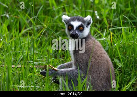 The ring-tailed lemur in the rainforest, its natural environment Stock Photo