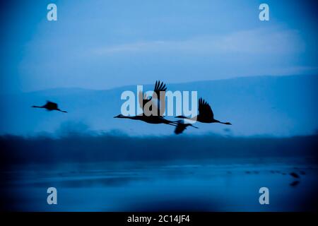 Common crane (Grus grus) Silhouetted at sun-set. Large migratory crane species that lives in wet meadows and marshland. It has a wingspan of between 2 Stock Photo