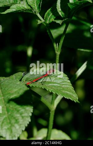 Red Dragonfly on a green leaf with a green background. Stock Photo