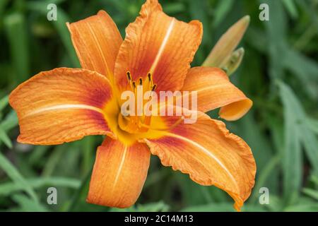 Orange day-lily, Hemerocallis fulva Stock Photo