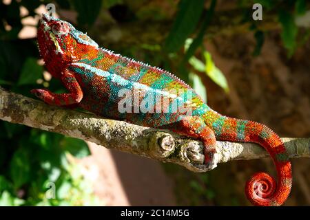 One Colorful chameleon on a branch in a national park on the island of Madagascar Stock Photo