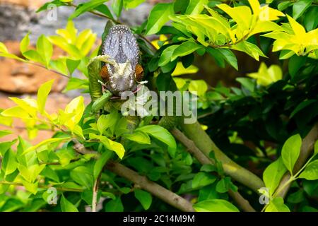 One Colorful chameleon on a branch in a national park on the island of Madagascar Stock Photo