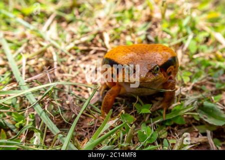 One large orange frog is sitting in the grass Stock Photo