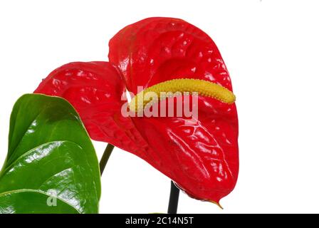 Red Anthurium plant On white background Stock Photo