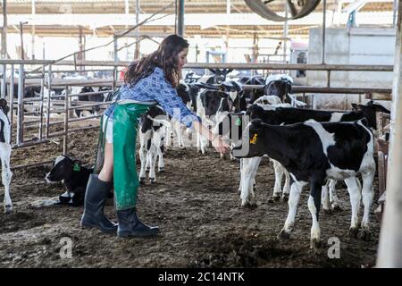 Teen girl cares for the calves born on a dairy farm Stock Photo