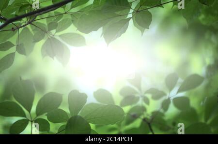 Closeup nature view of green leaf on blurred greenery background in garden with copy space using as background natural green plants landscape, ecology Stock Photo