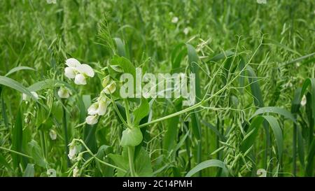 Peas and oats detail for green fertilization tendrils mulch field and soil nutrition for other crops and green manure farming organic, important Stock Photo