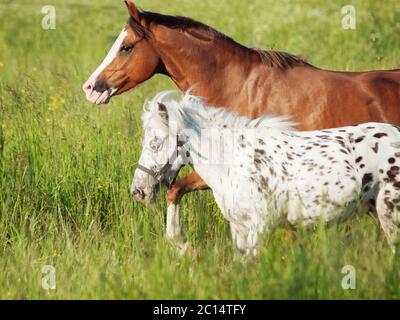 welsh pony and mini Appaloosa running  in the field Stock Photo